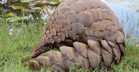 Pangolin